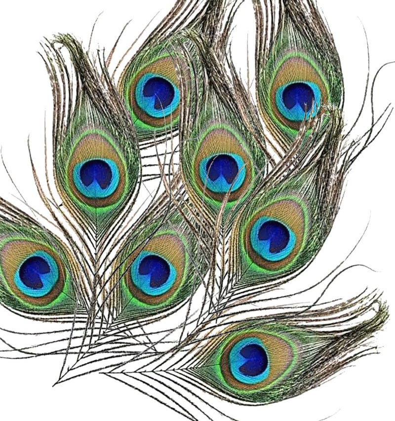 Tia Crafts Natural Peacock Feather (Mor Pankh) for Pooja, Home Decor, Art & Craft, Krishna Mandir Use | Real Peacock Feathers Small Size 8–10 cm (Pack of 5) - Image 5