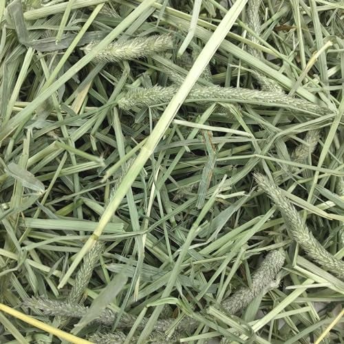 Oxbow Animal Health Western Timothy Hay, Guinea Pig Hay, Small Pet Bunny Supplies, All Natural Grass for Guinea Pig, Bunny, Chinchilla & Hamster, Oxbow Rabbit Supplies for Bunnies, 90 oz. bag - Image 5