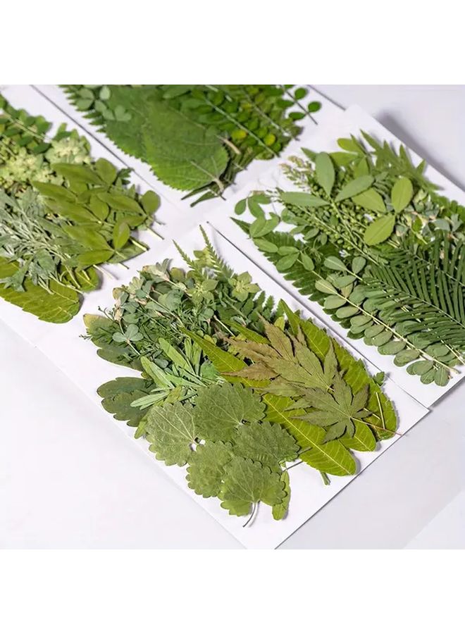 Green 4 Dried Pressed Leaves And Flowers For Resin Art DIY Crafts Bookmarks - Image 2