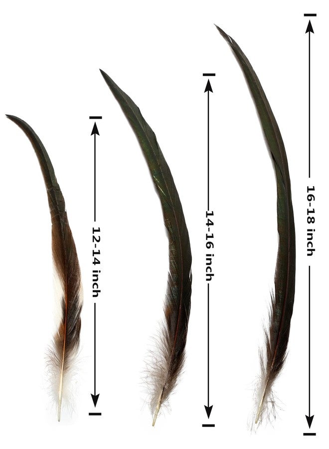 THARAHT 50PCS Rooster Coque Tail Feathers Bulk Natural 12-14Inch 30-35cm for Crafting Wedding Gras Masquerade Party Performances DIY Decoration Rooster Tail Feather,Natural - Image 3