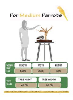CHEWY BEAK Bird Stand Table Top Natural wooden Parrot Play Stand Indonesian Java wood Tree Perches with Stainless steel feeder medium size  - Image 2