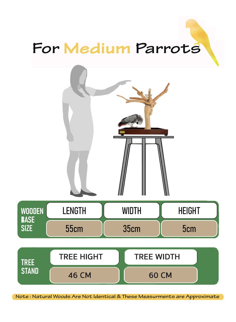 CHEWY BEAK Bird Stand Table Top Natural wooden Parrot Play Stand Indonesian Java wood Tree Perches with Stainless steel feeder medium size - Image 2