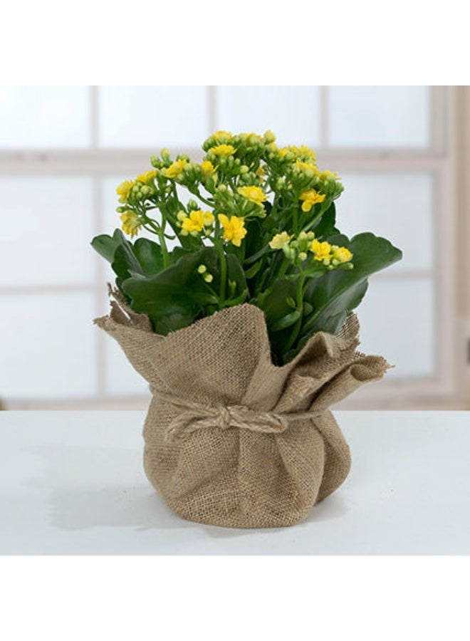 Ferns N Petals Jute Wrapped Yellow Kalanchoe Plant