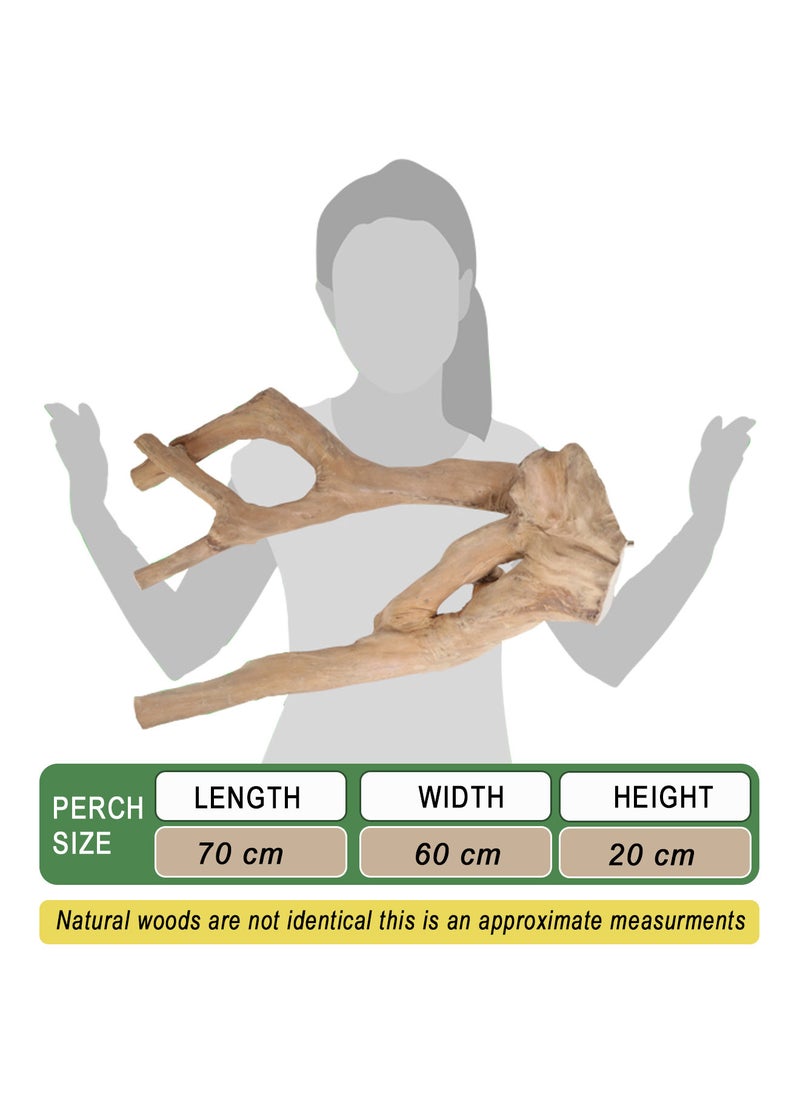 CHEWY BEAK - Parrot tree branch perch made of solid java wood for macaw parrots and big birds - Image 1