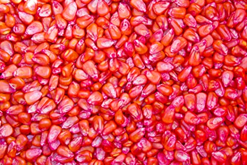 CZ Grain Peaches and Cream Sweet Corn Seeds 250+ Seeds - Image 4