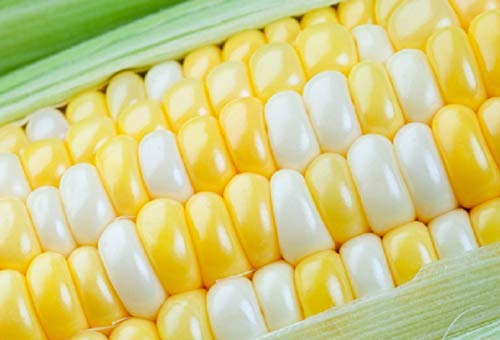 CZ Grain Peaches and Cream Sweet Corn Seeds 250+ Seeds - Image 1