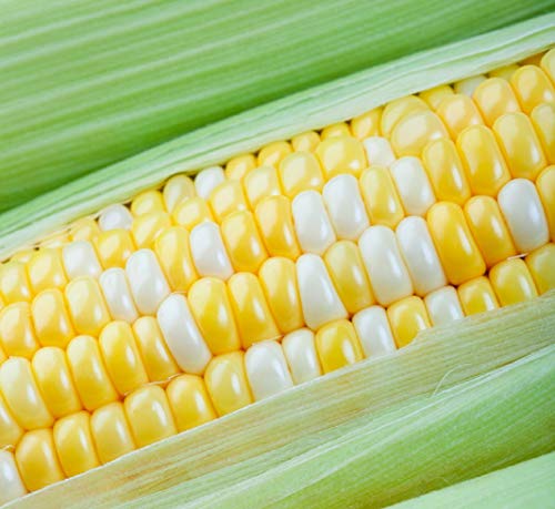 CZ Grain Peaches and Cream Sweet Corn Seeds 250+ Seeds - Image 2