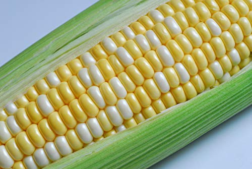 CZ Grain Peaches and Cream Sweet Corn Seeds 250+ Seeds - Image 3