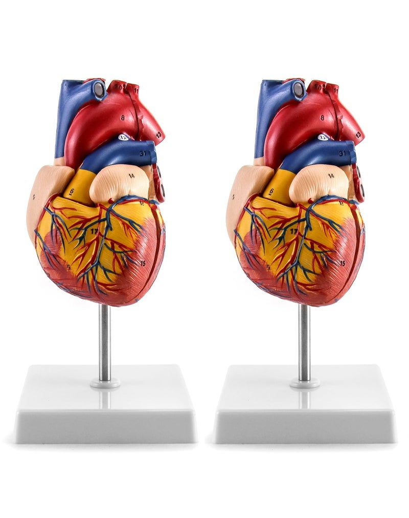 QWORK Human Heart Model 2 Pack Anatomically Accurate Numbered 2Part Life Size Heart Medical Model with 34 Anatomical Structures Held Together with Magnets on Base