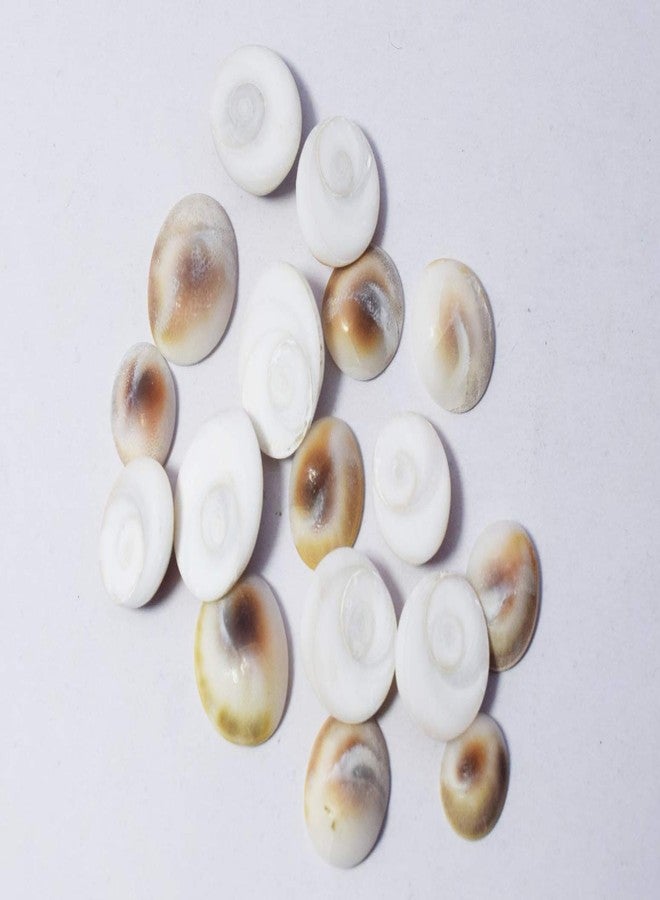 Naeva Natural Gomti Gomati Chakra - 21 Pieces Laxmi Cowry Shell - Image 1