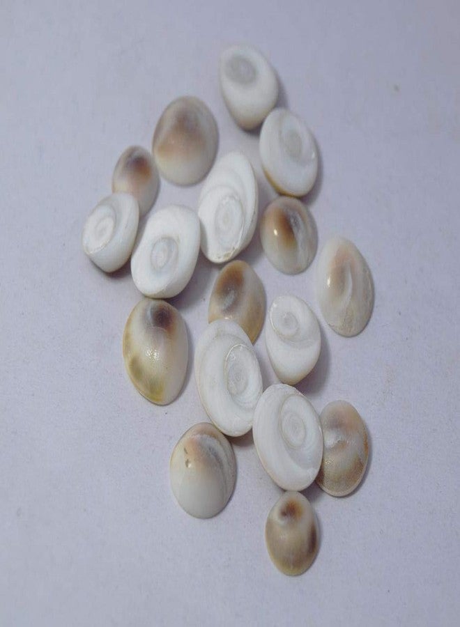 Naeva Natural Gomti Gomati Chakra - 21 Pieces Laxmi Cowry Shell - Image 2