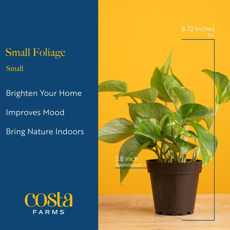 Costa Farms Live Indoor House Plants (3-Pack), Hand Selected Easy to Maintain Indoor Assorted Houseplants in Plant Pots, Curated Air Purifying Mix, Low Light, Home Office Decor Plant Gift - Image 4