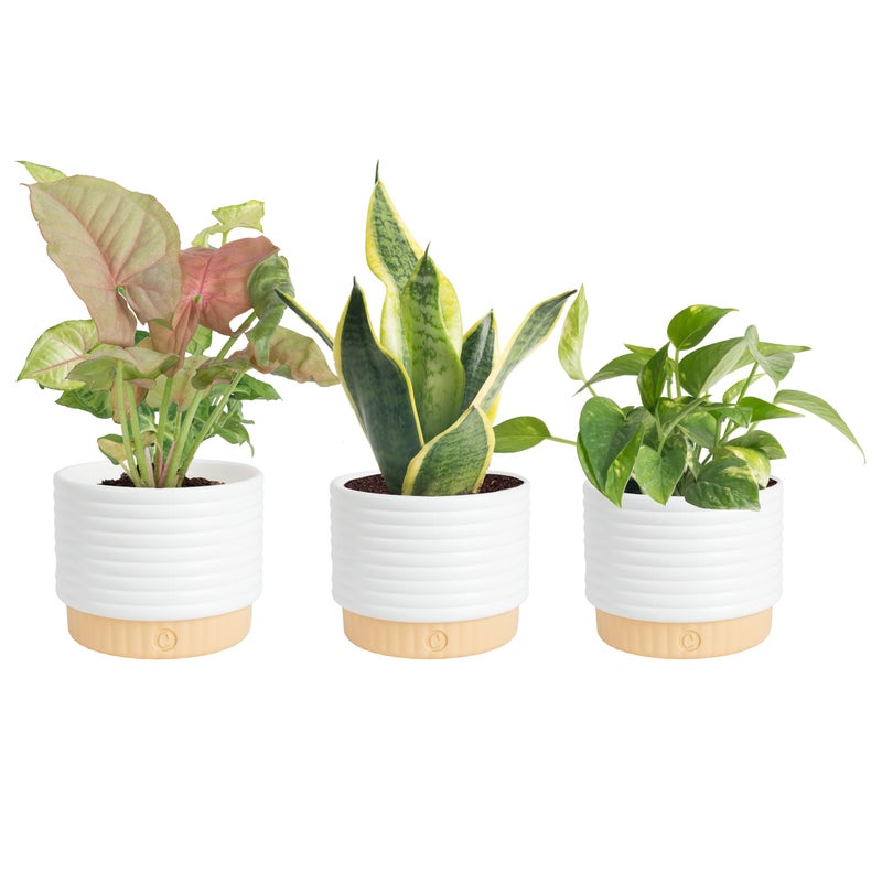 Costa Farms Live Indoor House Plants (3-Pack), Hand Selected Easy to Maintain Indoor Assorted Houseplants in Plant Pots, Curated Air Purifying Mix, Low Light, Home Office Decor Plant Gift - Image 1