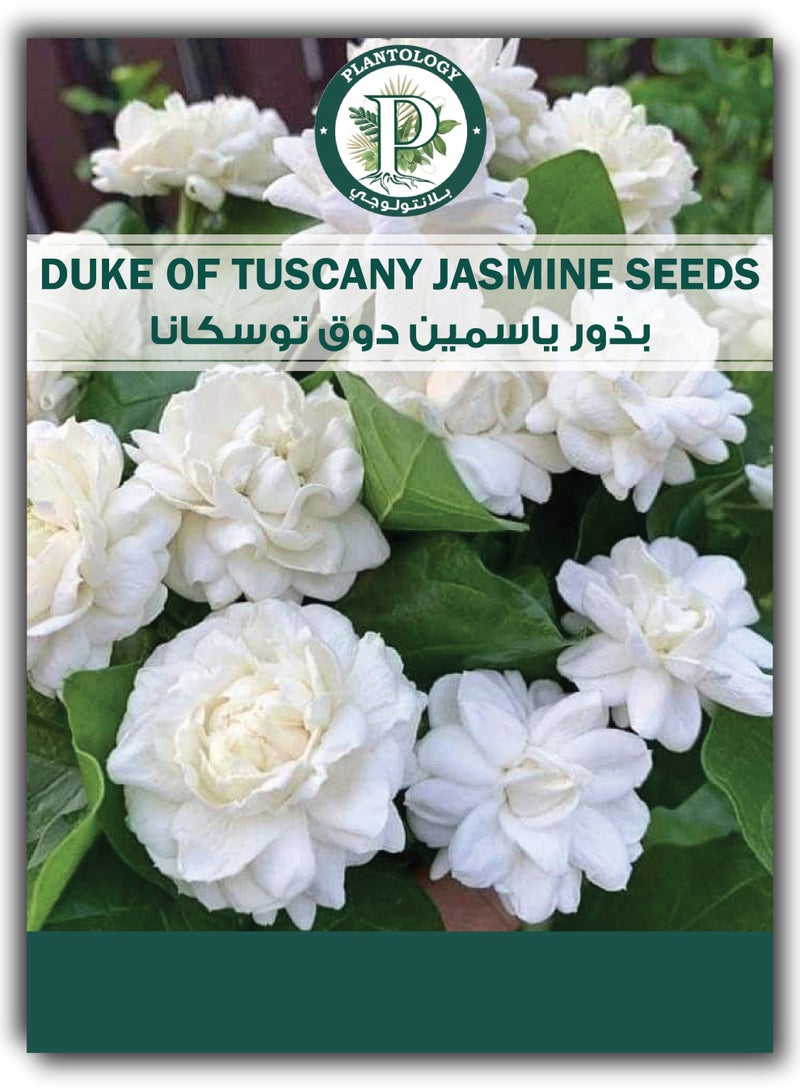 Jasmine Seeds for Planting - Duke of Tuscany Jasmine Flower Seeds