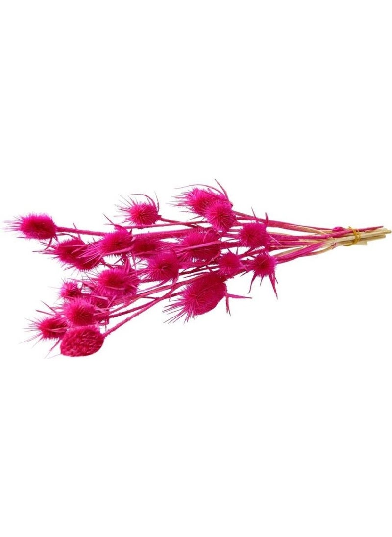 CICI Dried Flower Dried Thistle Fuchsia 