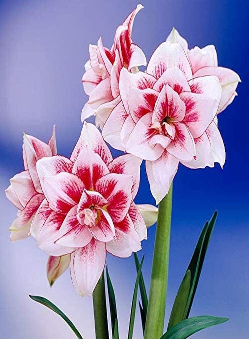 جي جوت بذور أمارلس من قطعتين للزراعة الداخلية، نبات الهيبيستروم التراثي، يزرع في البيوت الزجاجية على مدار العام، يزرع في أصص، زهور مقطوعة، زينة ذات قيمة زخرفية عالية - Image 2