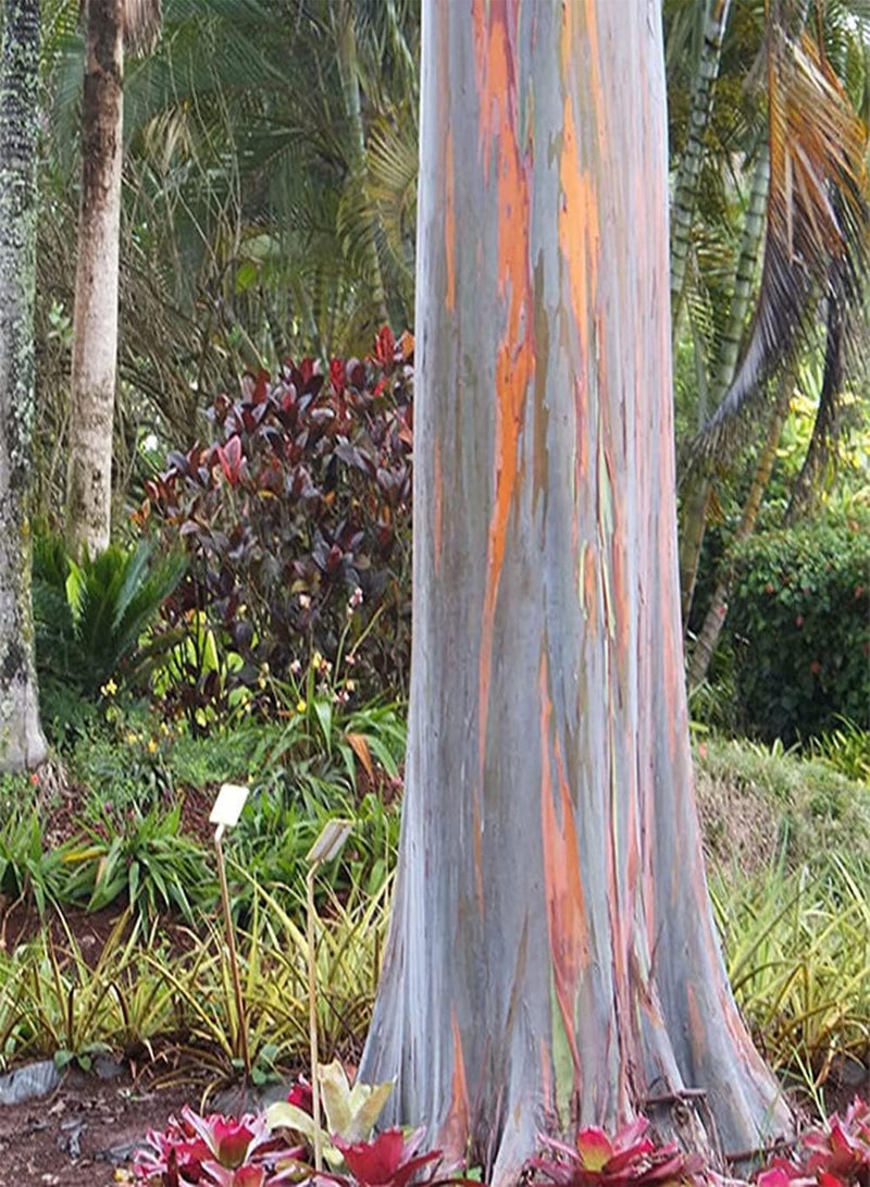 GGOOT 100Pcs Eucalyptus Seeds is Ideal Garden Material for Landscaping and Landscape Design Has Ornamental Value and Economic Value - Image 2