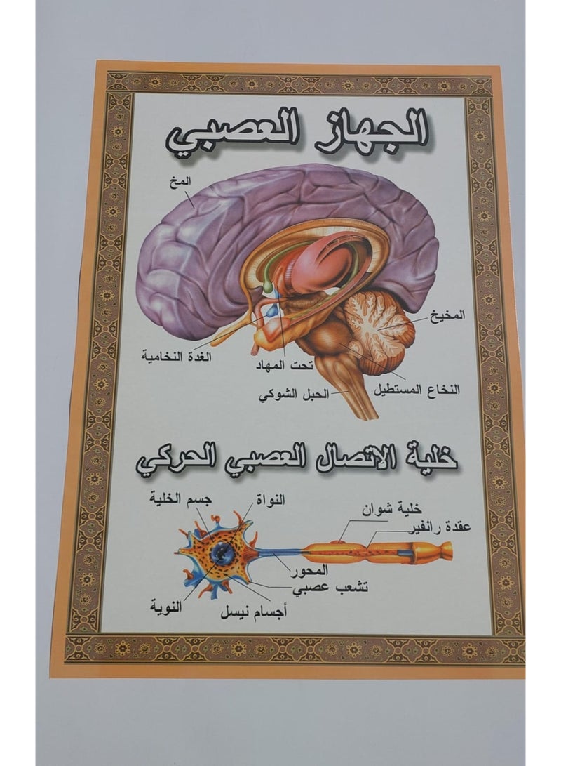طقم لوحات تعليمية عن جسم الانسان - Image 1