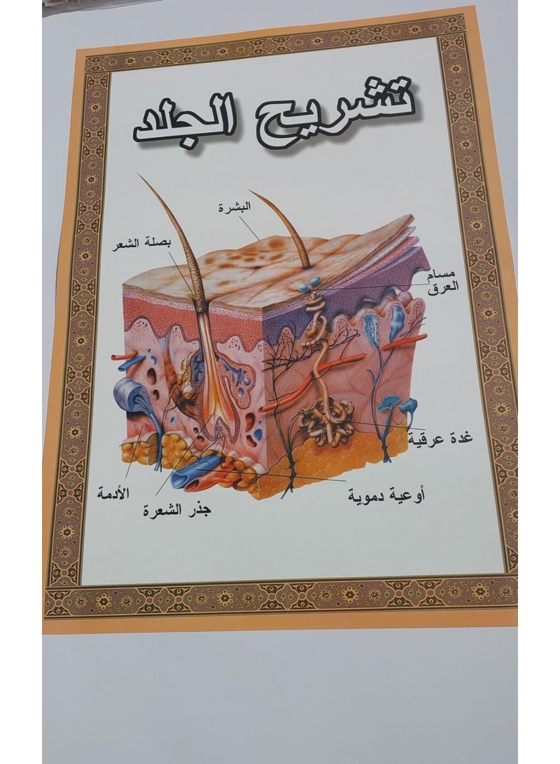 طقم لوحات تعليمية عن جسم الانسان - Image 2