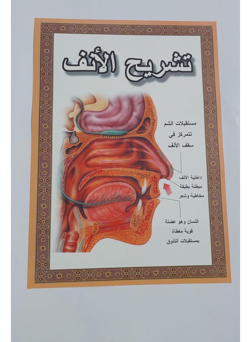 طقم لوحات تعليمية عن جسم الانسان - Image 3