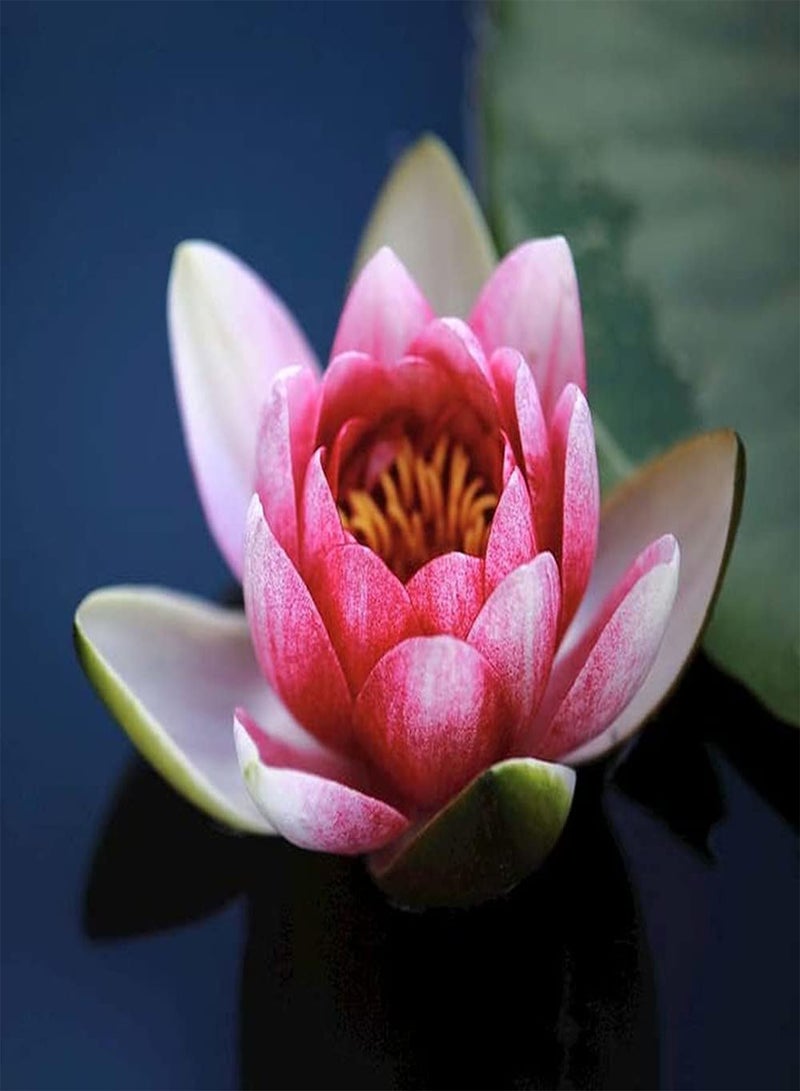 GGOOT 10pcs pink lotus seed water lily flowers decorate flower beds and borders faint fragrance when flowers bloom loved by people - Image 1