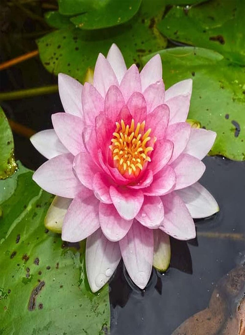 GGOOT 10pcs pink lotus seed water lily flowers decorate flower beds and borders faint fragrance when flowers bloom loved by people - Image 2