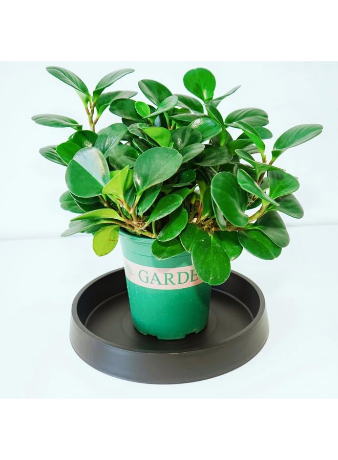 Bleuhome Plant Saucer Plant Saucers for Indoors, Plant-Saucers - Image 5
