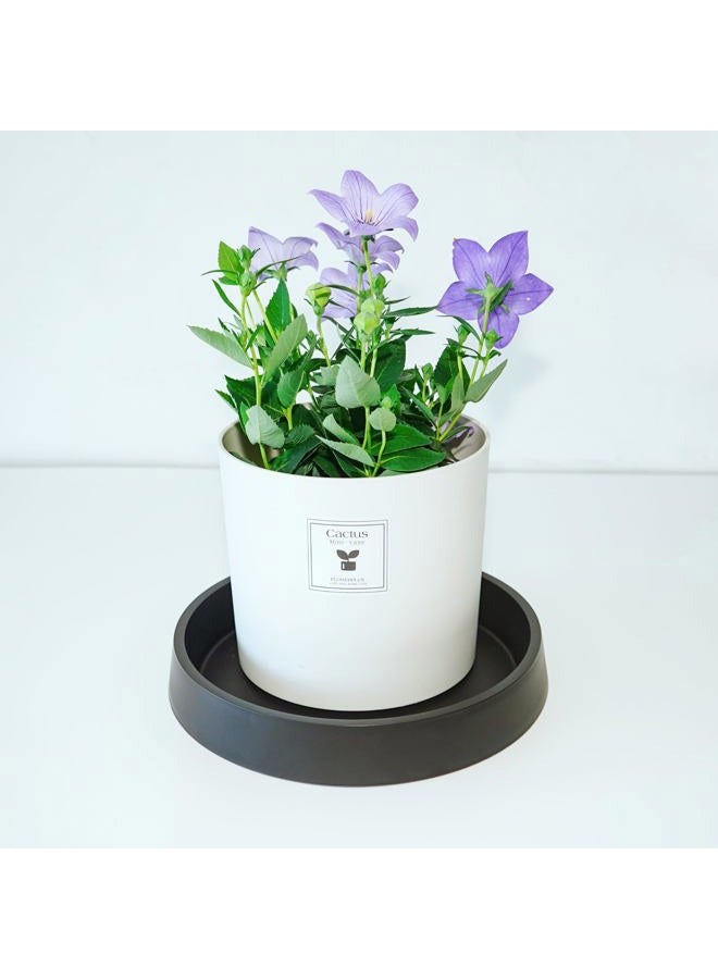 Bleuhome Plant Saucer Plant Saucers for Indoors, Plant-Saucers - Image 3