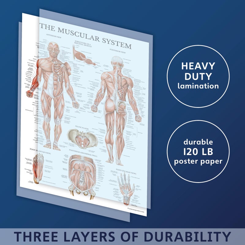 Palace Learning 16 Pack - Anatomical Posters - Laminated - Muscular, Skeletal, Digestive, Respiratory, Circulatory, Endocrine, Lymphatic, Male & Female, Nervous, Spinal Nerves, Anatomy Charts - 18" x 24" - Image 3