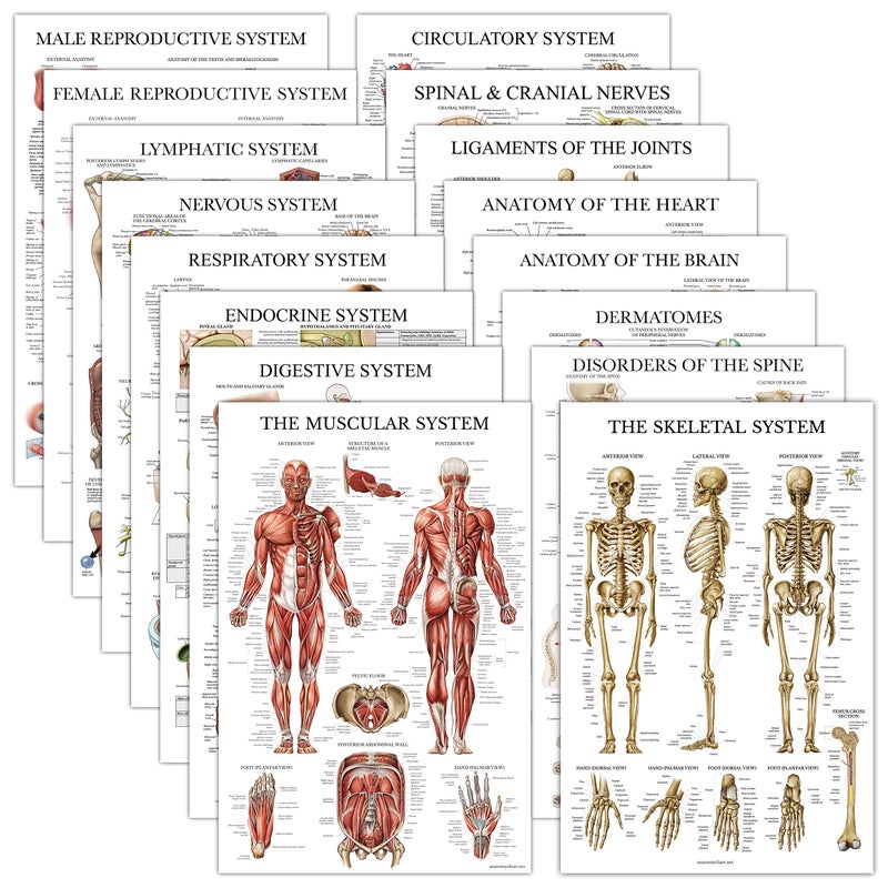 Palace Learning 16 Pack - Anatomical Posters - Laminated - Muscular, Skeletal, Digestive, Respiratory, Circulatory, Endocrine, Lymphatic, Male & Female, Nervous, Spinal Nerves, Anatomy Charts - 18" x 24" - Image 1