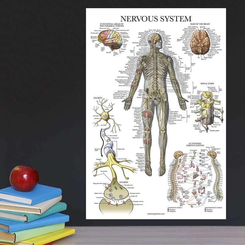 Palace Learning 16 Pack - Anatomical Posters - Laminated - Muscular, Skeletal, Digestive, Respiratory, Circulatory, Endocrine, Lymphatic, Male & Female, Nervous, Spinal Nerves, Anatomy Charts - 18" x 24" - Image 5
