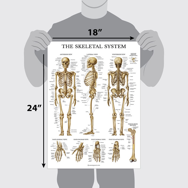 Palace Learning 16 Pack - Anatomical Posters - Laminated - Muscular, Skeletal, Digestive, Respiratory, Circulatory, Endocrine, Lymphatic, Male & Female, Nervous, Spinal Nerves, Anatomy Charts - 18" x 24" - Image 2
