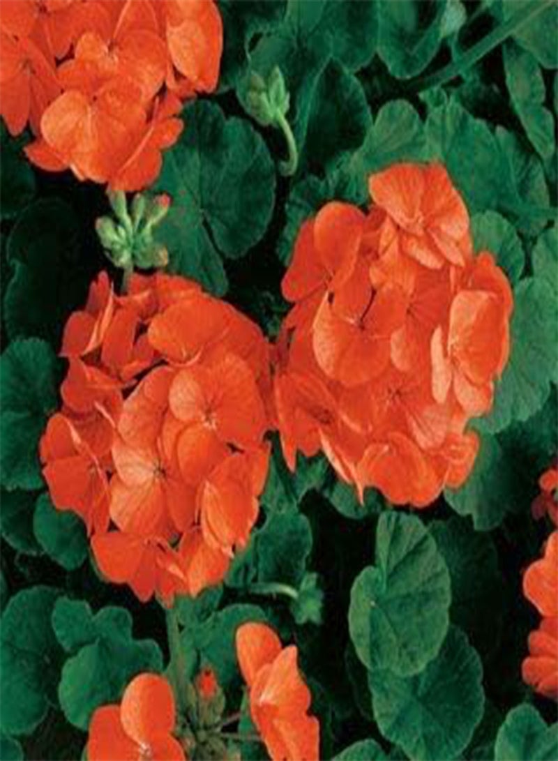 جي جوت بذور طازجة 30 قطعة من بذور زهرة إبرة الراعي لزراعة البرتقال