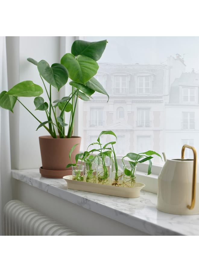 زبون مجموعة نشر، زجاج شفاف باللون العاجي/الذهبي - Image 2