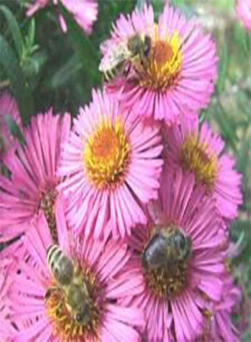 جي جوت ERIGERON Pink Jewel Erigeron Speciosus - 1,00 بذور بالجملة (PKD)