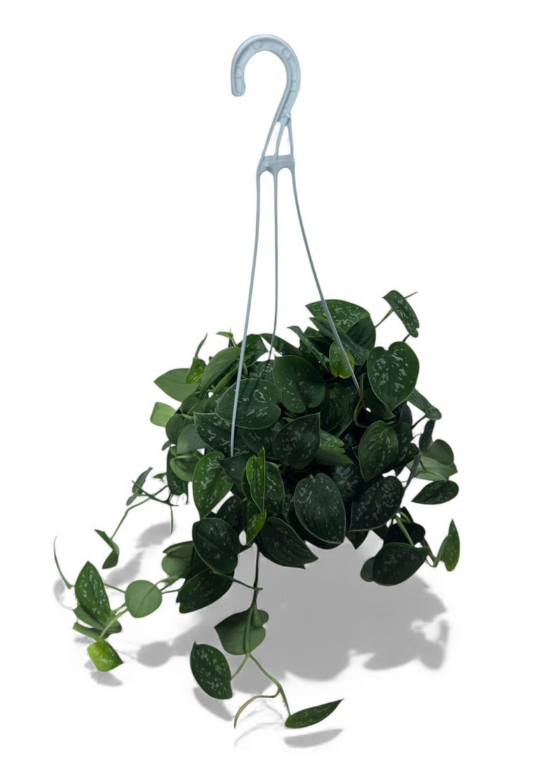 اشترِ نبات بوتوس ساتان داخلي في الإمارات | نبات معلق للديكور في دبي