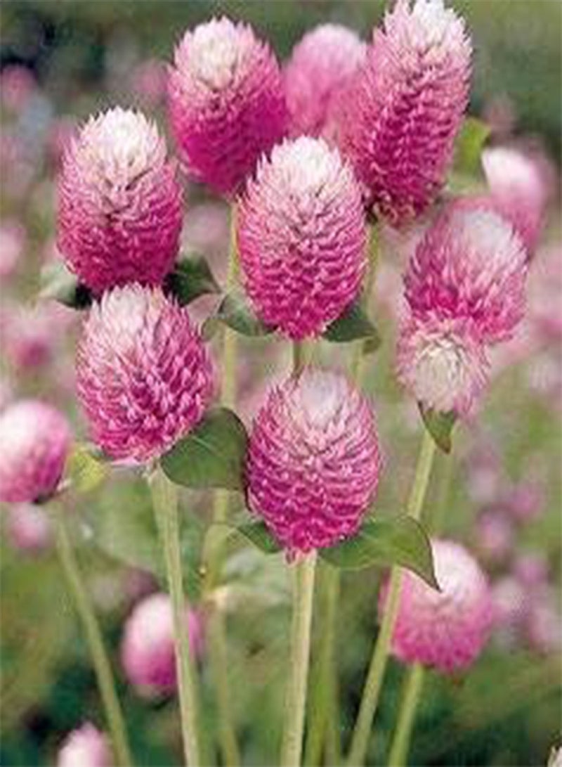 GGOOT Gomphrena Bicolor Rose 100 Seeds