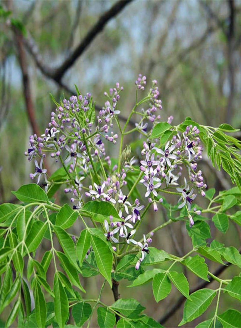 GGOOT 10Pcs Neem Seeds Perennial Ornamental Trees Blooming Mini Flowers Essential Garden Courtyard Decoration Wide Range of Uses - Image 2