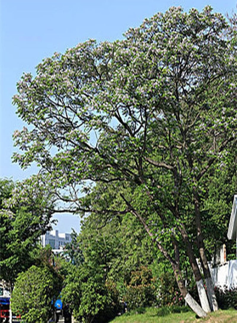 GGOOT 10Pcs Neem Seeds Perennial Ornamental Trees Blooming Mini Flowers Essential Garden Courtyard Decoration Wide Range of Uses - Image 1