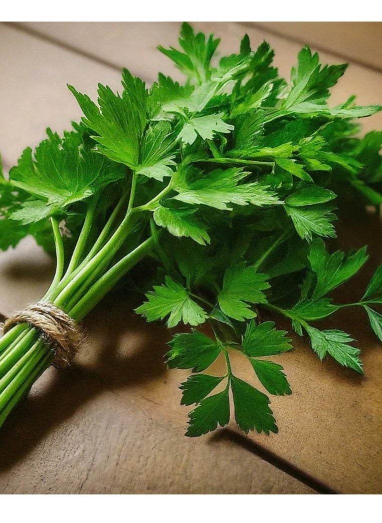 Parsley Peione seeds - pzsku/ZA3273DBEAFF4E03FF71CZ/45/_/1728913669/529d7e32-125b-472e-affc-f46eae82c697