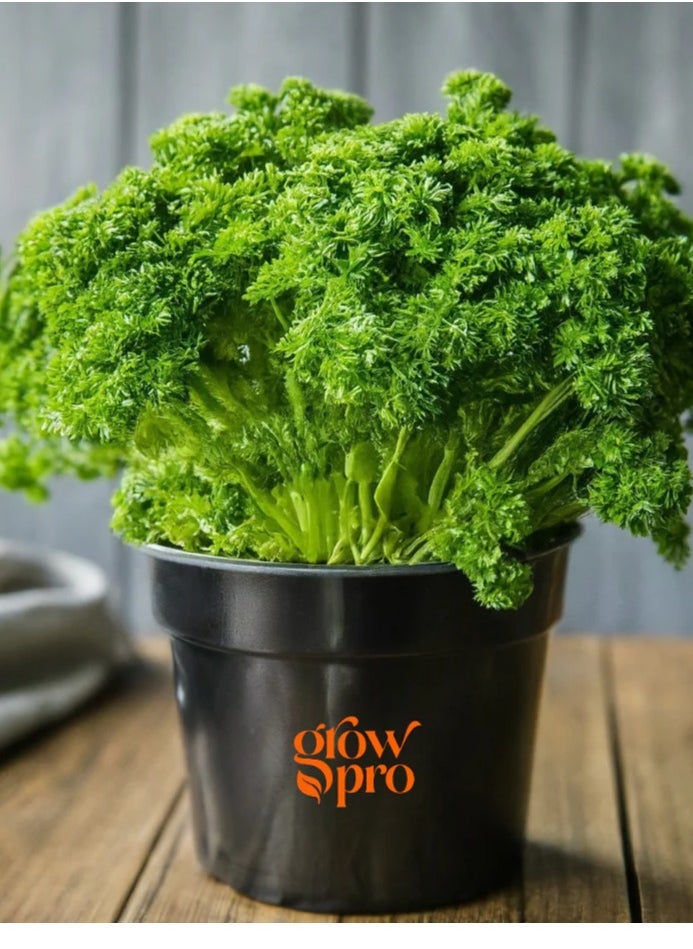 Parsley Peione seeds - pzsku/ZA3273DBEAFF4E03FF71CZ/45/_/1728913679/139d0d4b-9acb-47e6-804a-7c6d1ef5d56d