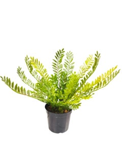 Generic Artificial Small Fake Fran Decorative Plant with Pot  - Image 1