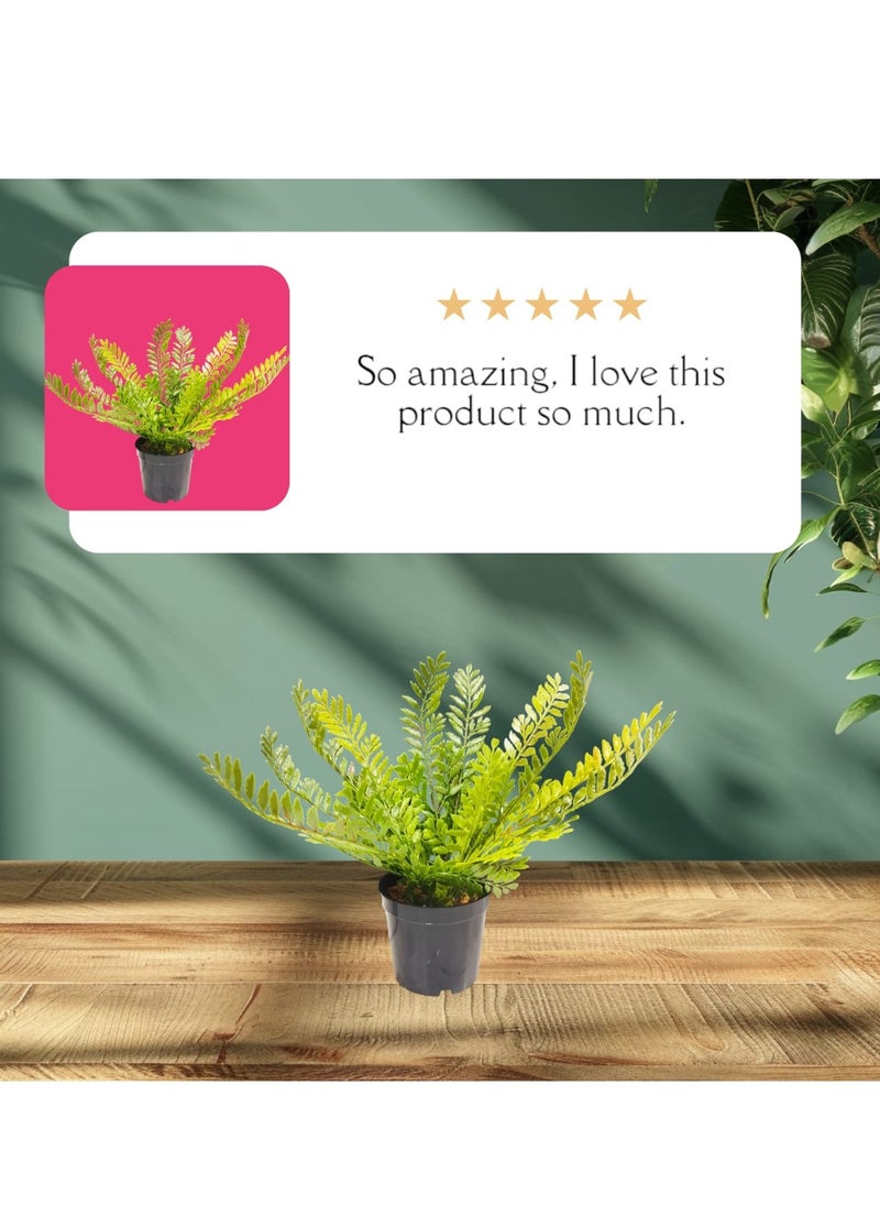 Generic Artificial Small Fake Fran Decorative Plant with Pot  - Image 2