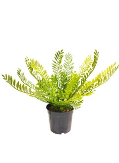 Generic Artificial Small Fake Fran Decorative Plant with Pot  - Image 3