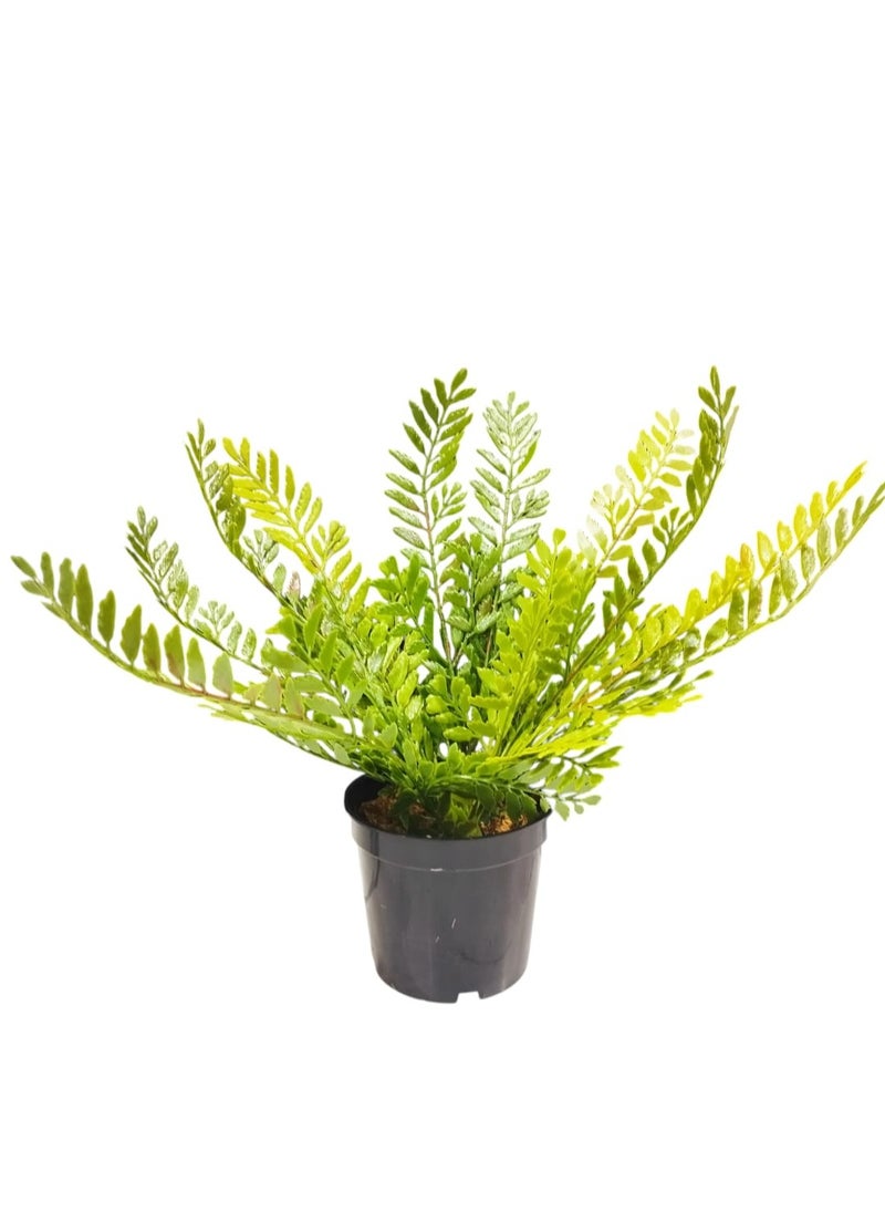 Generic Artificial Small Fake Fran Decorative Plant with Pot  - Image 3