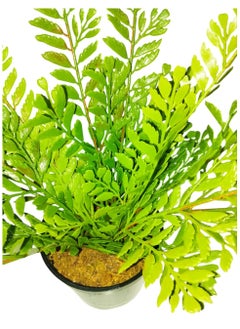 Generic Artificial Small Fake Fran Decorative Plant with Pot  - Image 4