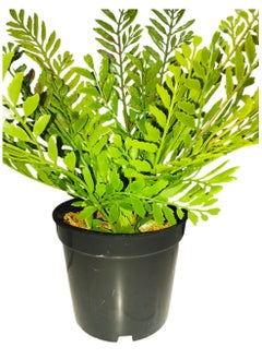 Generic Artificial Small Fake Fran Decorative Plant with Pot  - Image 5