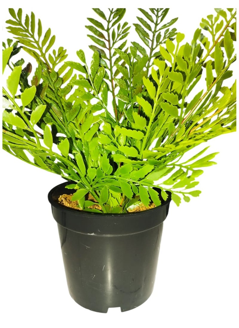 Generic Artificial Small Fake Fran Decorative Plant with Pot  - Image 5