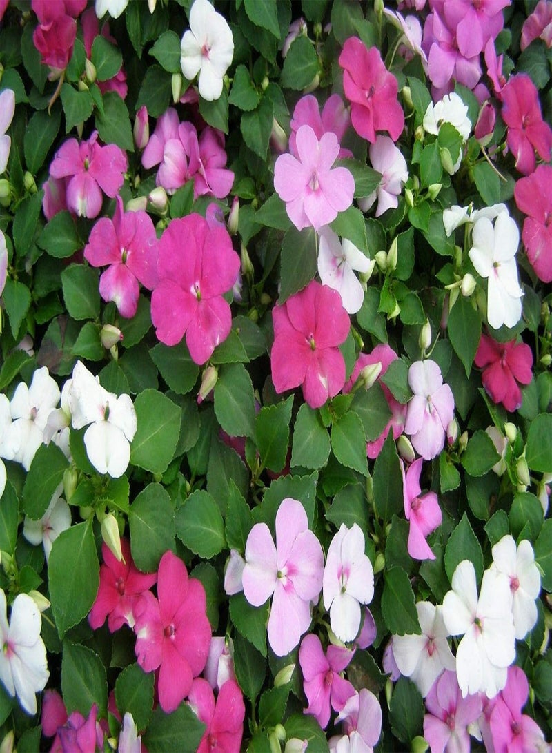 GGOOT Impatiens Safari Mixed x 25 Seeds, Summer Bedding Plants