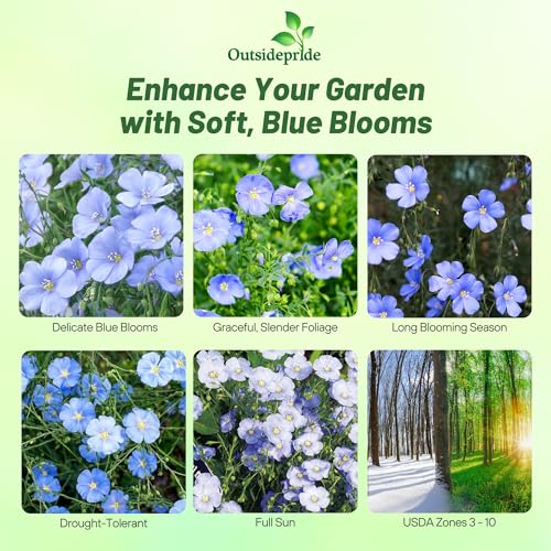 Outsidepride Blue Flax Seeds - 5000 Pcs Perennial Flower Seeds for Planting, Self-Seeding, Drought-Tolerant w/Compact Growth, Ideal for Small Gardens, Meadows, Borders, or Mass Plantings - Image 2